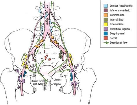 pelvic and inguinal lymph nodes